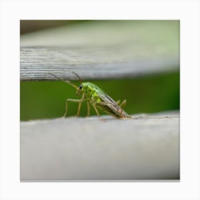 Grasshopper - Grasshopper Stock Videos & Royalty-Free Footage Canvas Print