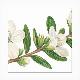 Apple Blossoms 1 Canvas Print