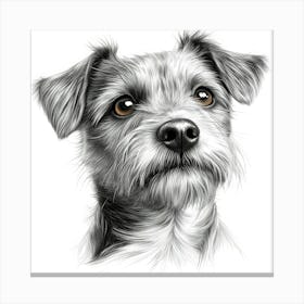 Norfolk Terrier Canvas Print