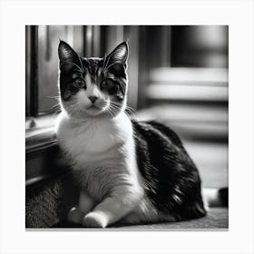 Black And White Cat 23 Canvas Print