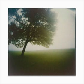 Tree fog Canvas Print