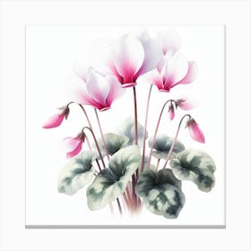 Flowers of Cyclamen 1 Canvas Print