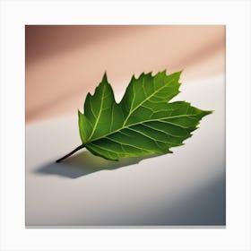 Leaf - Leaf Stock Videos & Royalty-Free Footage Canvas Print