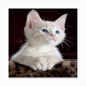 White Kitten With Blue Eyes Canvas Print