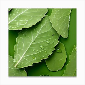 Green Leaves On A Green Background Canvas Print