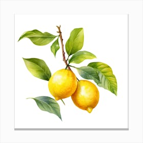 Lemons On A Branch Canvas Print