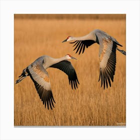 Sandhill Cranes In Flight 1 Canvas Print