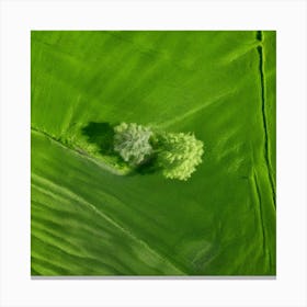 Plant Texture Green Nature Field Summer Crop Natural Environment Spring Grass Turf Folia (3) Canvas Print