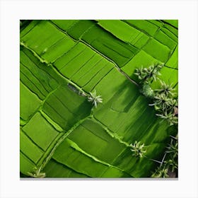 Grow Plant Green Background Field Aerial Landscape Pattern Agriculture Grass Harvesting C Canvas Print