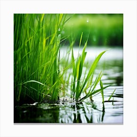 Grass Plant Reed Green Background Nature Closeup Garden Flora Growth Leaf Summer Spring (5) Canvas Print