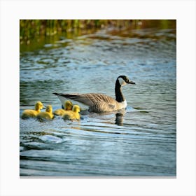 Firefly Baby Ducklings And Canadian Geese Swimming Together 37848 (2) Canvas Print