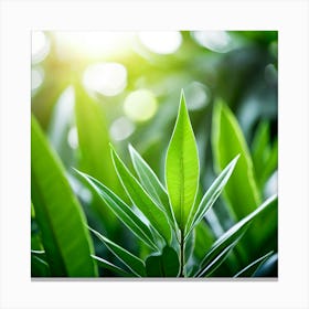 Ecology Plant Green Nature Garden Flora Fresh Leaf Summer Natural Environment Spring Gra (7) Canvas Print