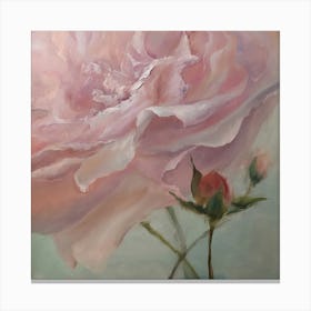 Pink Rose Canvas Print