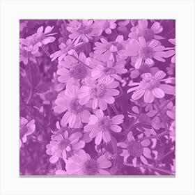 Amethyst Daisy Canvas Print