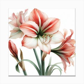 Amaryllis 4 Canvas Print