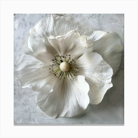 White Poppy Canvas Print