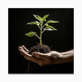 Hand Holding A Plant Canvas Print