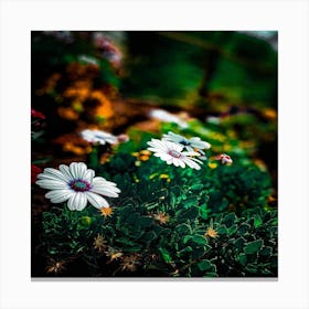 Daisies In The Garden Canvas Print