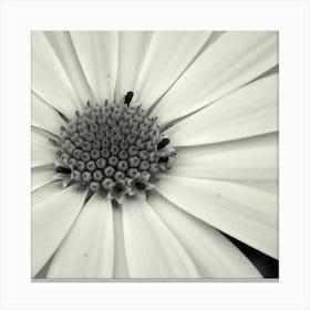 Simplicity Canvas Print