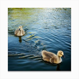 Swans Swimming In The Pond Canvas Print