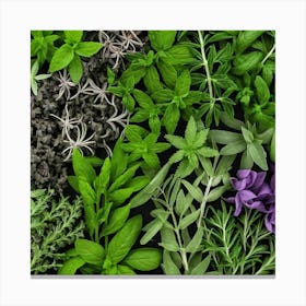 Fresh Herbs On A Black Background 4 Canvas Print