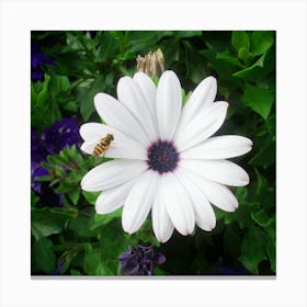 Bee On White Daisy Canvas Print