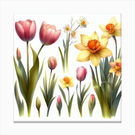 Tulips and Daffodils 3 Canvas Print