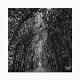 Path Through The Trees Canvas Print