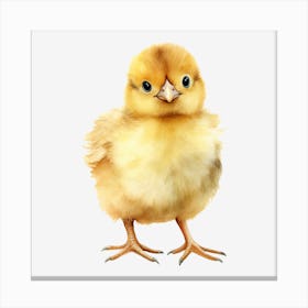 Chicken 2 Canvas Print