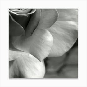 Black And White Rose 2 Canvas Print