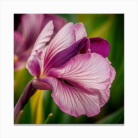 Purple Iris Canvas Print