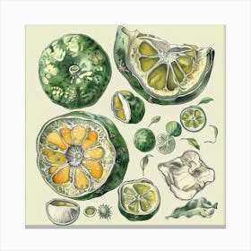 Limes And Lemons Canvas Print