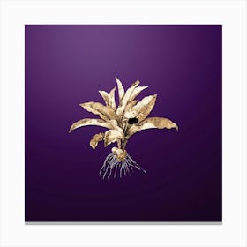 Gold Botanical Kaempferia Angustifolia on Royal Purple n.3468 Canvas Print