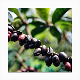 Coffee Beans On The Tree 1 Canvas Print