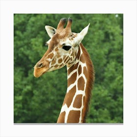 Giraffe Canvas Print