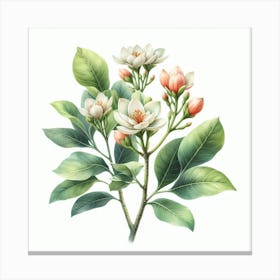 Flowers of Ficus Canvas Print