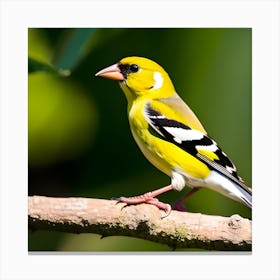 Goldfinch 7 Canvas Print