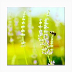 Bee On Lavender, Spring Canvas Print