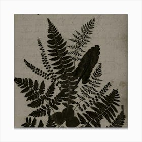 Ferns Canvas Print