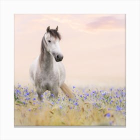 Horse In A Field Of Flowers Canvas Print