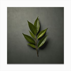 Tea Leaves Art 10 Canvas Print