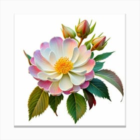 Pink And White Dahlia Canvas Print