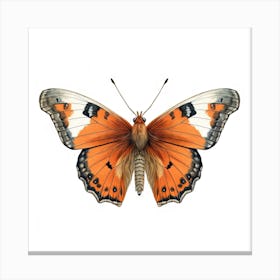 Butterfly 35 Canvas Print