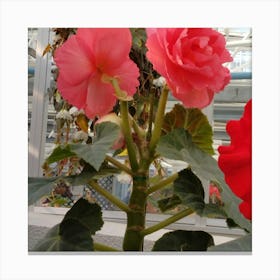 Begonias 11 Canvas Print