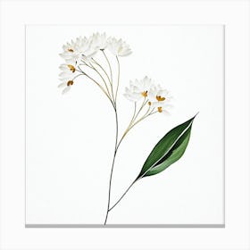 plant minimalist 5 Canvas Print