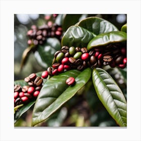 Coffee Beans On A Tree 51 Canvas Print