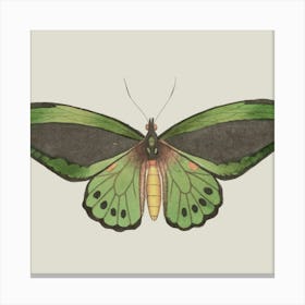 Butterfly 2 Canvas Print