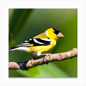 Goldfinch 20 Canvas Print