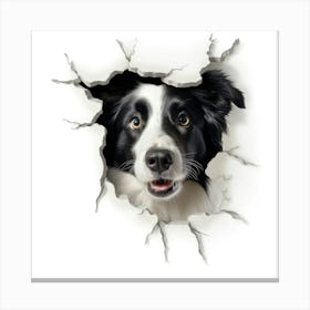 Border Collie Canvas Print