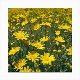 Yellow Daisies In A Field Canvas Print